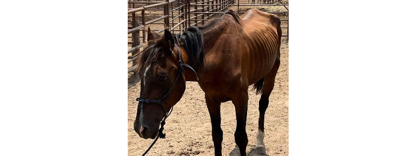 New Start Standardbred Adoption
