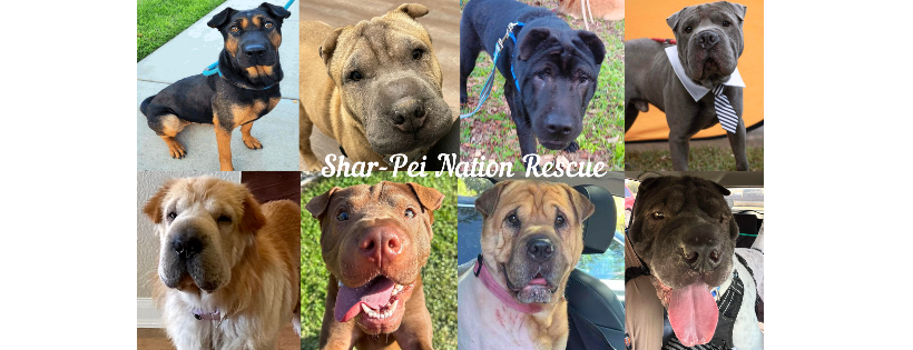 Shar Pei Nation Rescue, Inc
