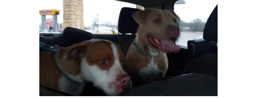 The Gathering Place Animal Rescue Sanctuary and Ministry