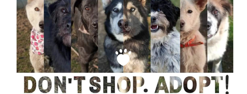Amos Pet Scotland