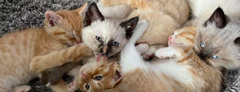 Pōneke Ngeru Rescue