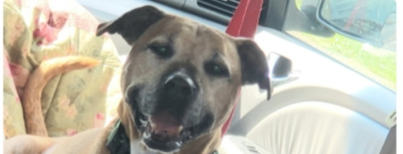 Southeast Animal Welfare Services