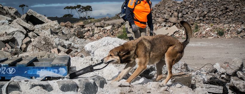 Search Dogs Sydney Incorporated