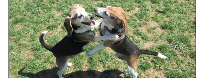 Beagle Rescue, Education and Welfare (BREW)