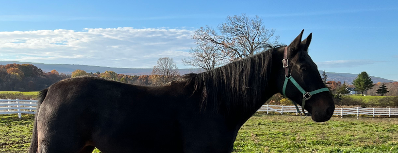 Wayward Ranch Animal Sanctuary, Inc.