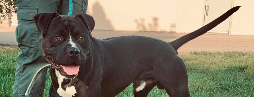 Lapeer County Animal Control