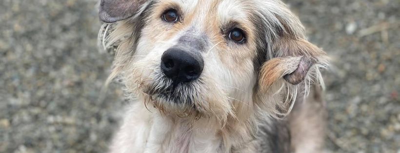 Cloud K9 Rescue