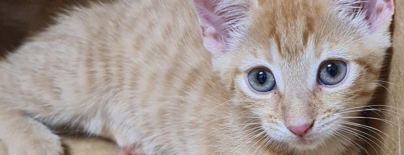 Mackay Animal Rescue Society
