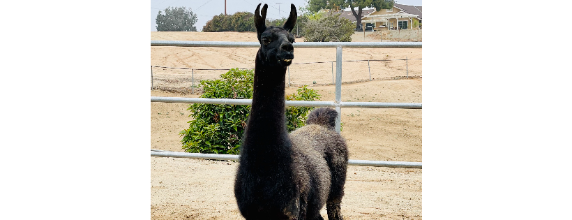 All Things Hooved Animal Rescue