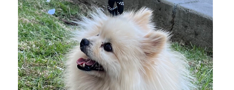 Southern California Pomeranian Rescue