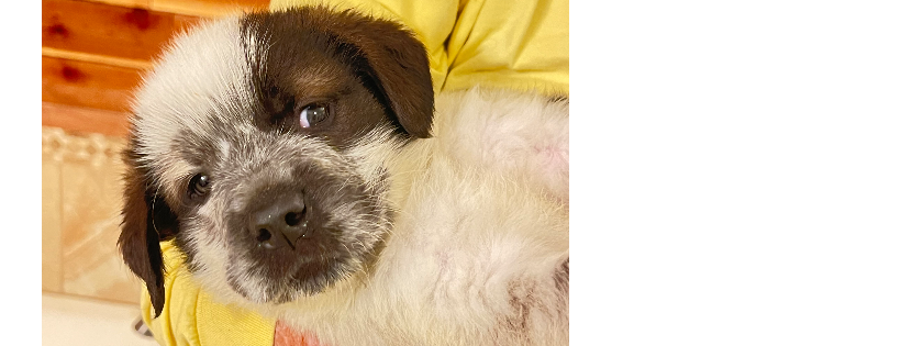 Northern Arizona Animal Search and Rescue