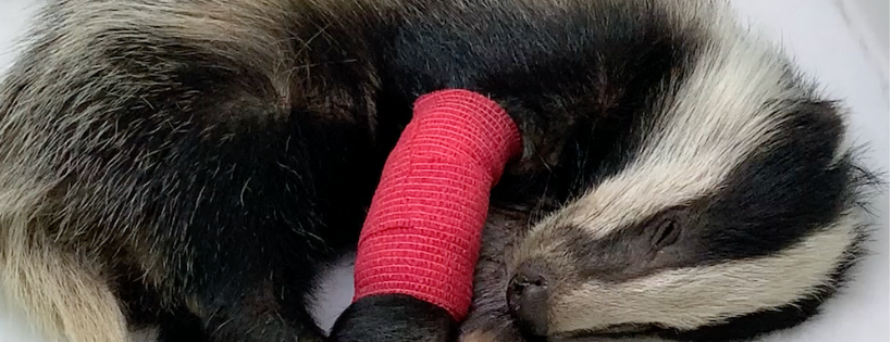 Harper Asprey Wildlife Rescue