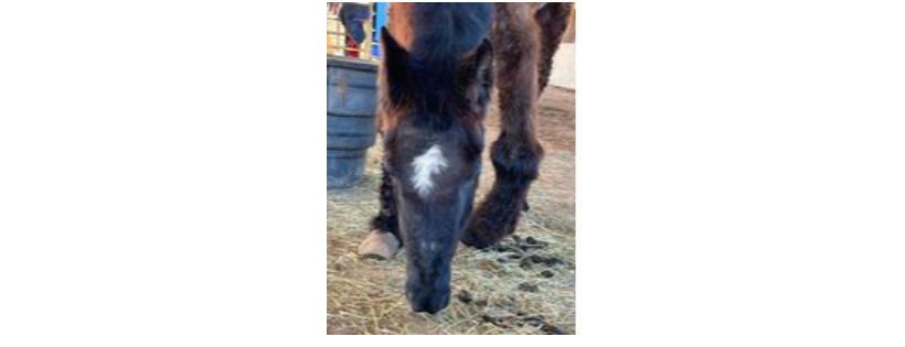 SAVE THE HORSES