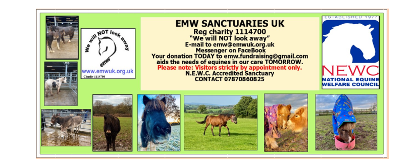 Equine Market Watch Sanctuaries UK