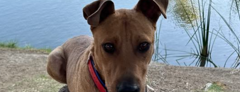 Yavapai Humane Trappers Animal Search and Rescue
