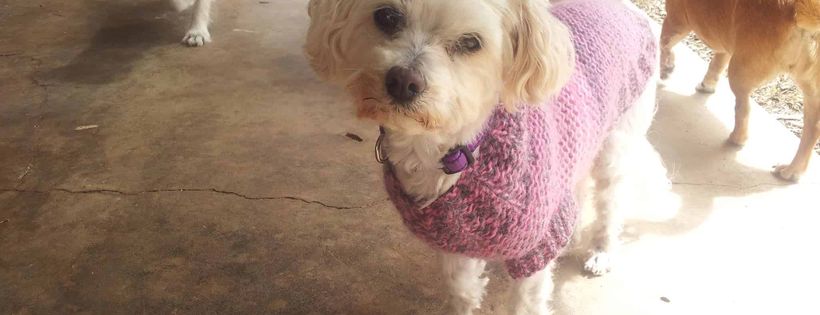 Holly's Rescue for Senior Dogs Inc