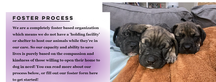 Laila's Legacy Animal Rescue