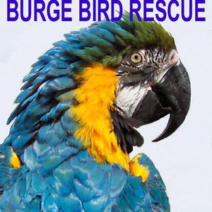 Burge Bird Services & Rescue Logo