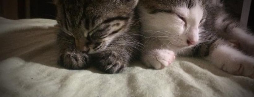 Forever Safe Pet Rescue Inc.