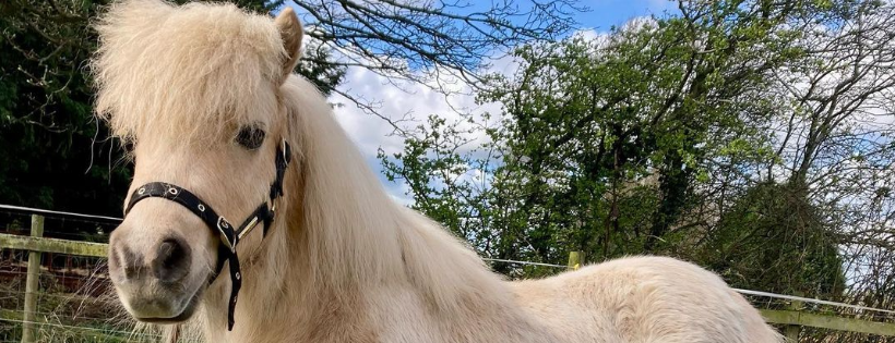 Oak Tree Animals' Charity