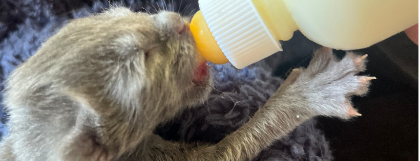 FurKids Rescue
