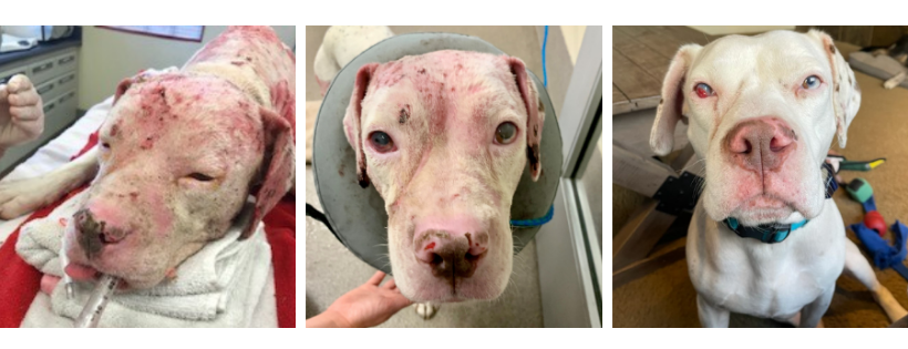 Everett Animal Shelter