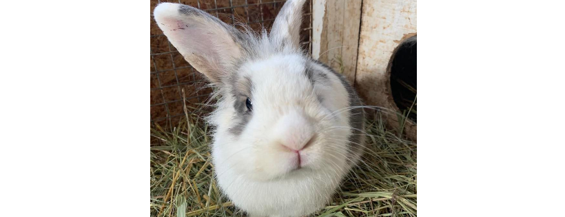 Little Mittens Animal Rescue Association