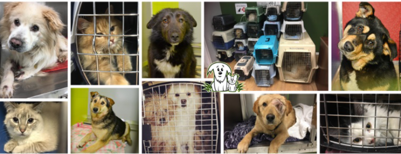 Alberta Animal Rescue Crew Society - AARCS