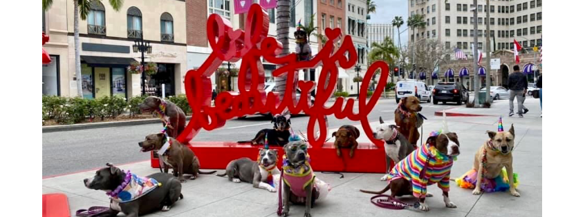 LARPBO Los Angeles Responsible Pit Bull Owners