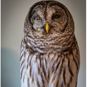 Our Wild Neighbors Wildlife Rehabilitation Center
