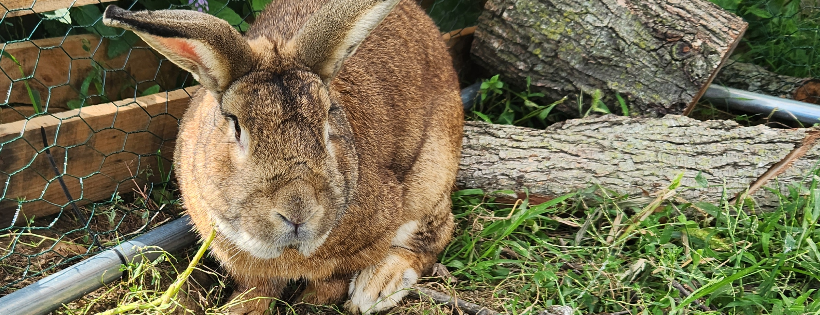 Willowbrook Farms Animal Sanctuary