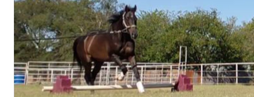 Remember Me Rescue