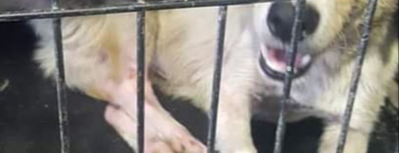 Kimie's Kritters Pet Rescue