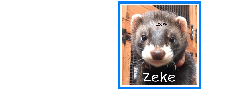 Last Chance Coventry Ferret Rescue