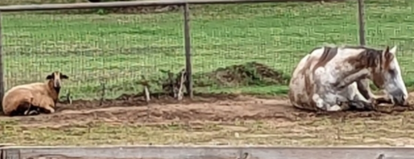 HodgePodge Farm & Rescue