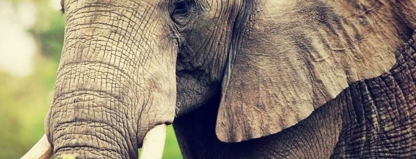 Nonhuman Rights Project, Inc.