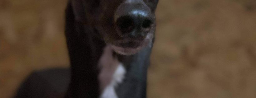 Hampshire Greyhound Rescue