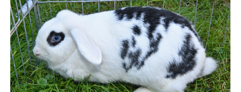 Hunter Hollow Bunny Bed and Breakfast
