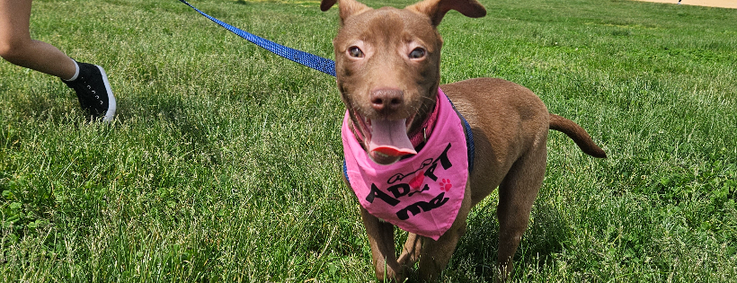 BRIXIES RESCUE INC
