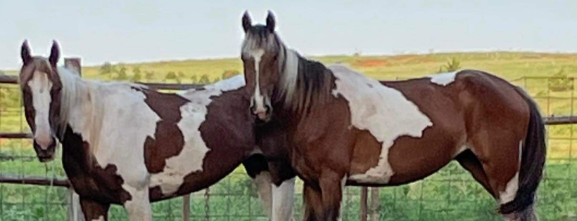 Diamond P Ranch and Rescue Inc