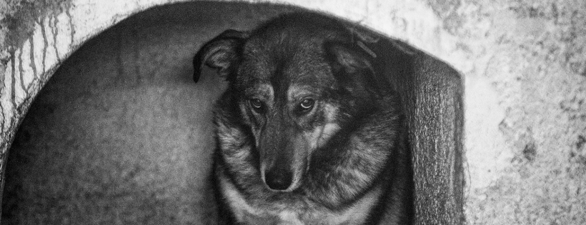 Saving Strays