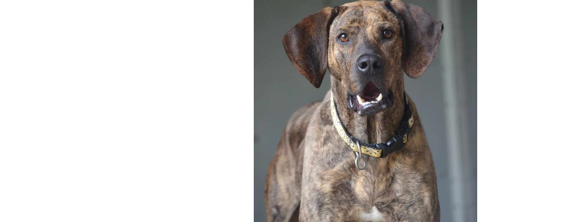 The Rappahannock Animal Welfare League