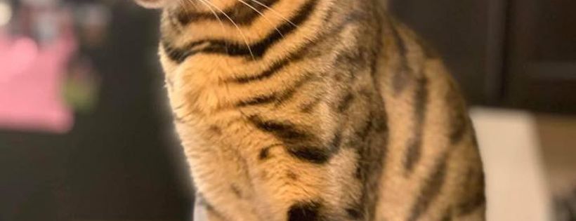 Great Lakes Bengal Rescue
