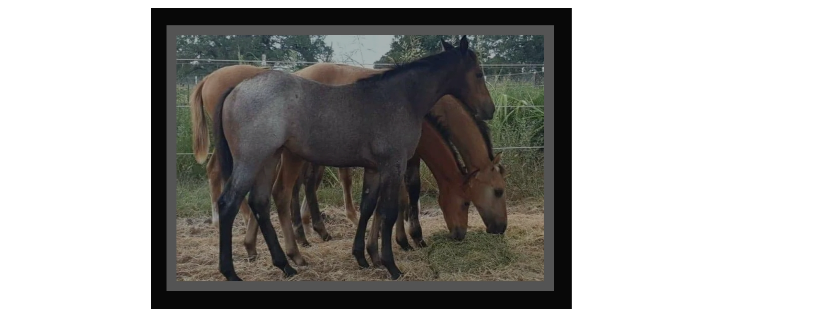 Palomino Ridge Ranch Horse Rescue and Sanctuary