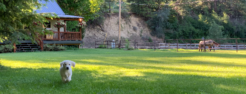 Cowgirl Spirit Rescue Ranch