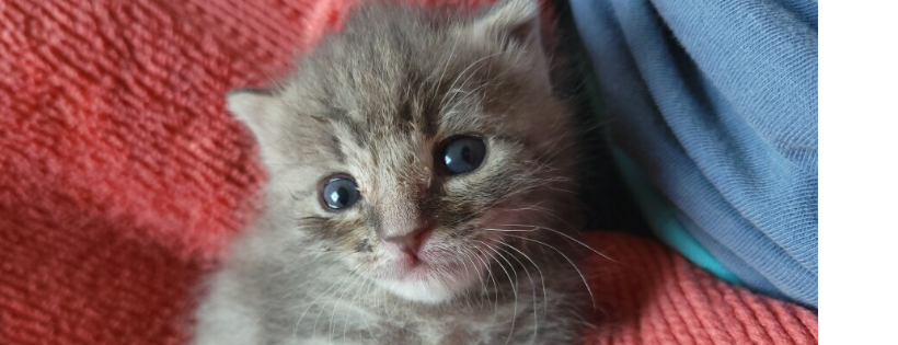 The Cat House Feline Sanctuary, INC.