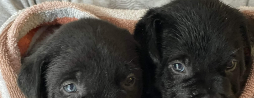 Fostering Foster Animal Rescue
