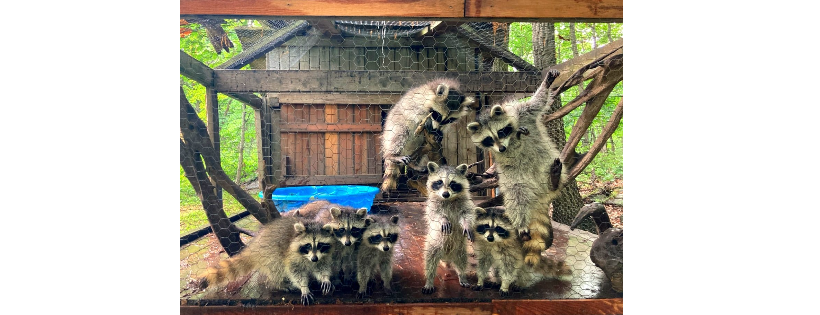 The Last Resort Rescue and Wildlife refuge