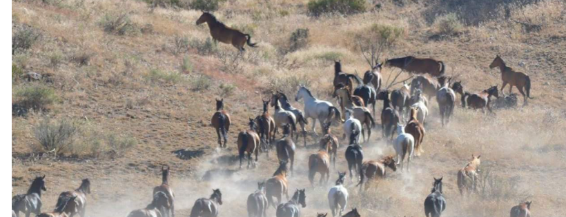 Wynema Ranch Wild Horse  Sanctuary