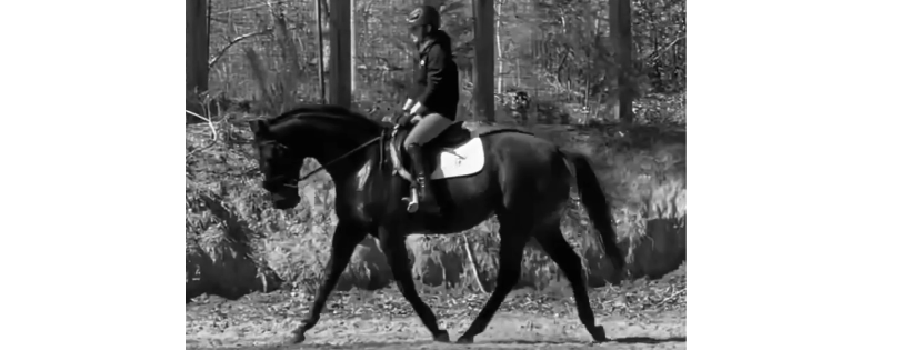Equine Advocacy of Louisiana